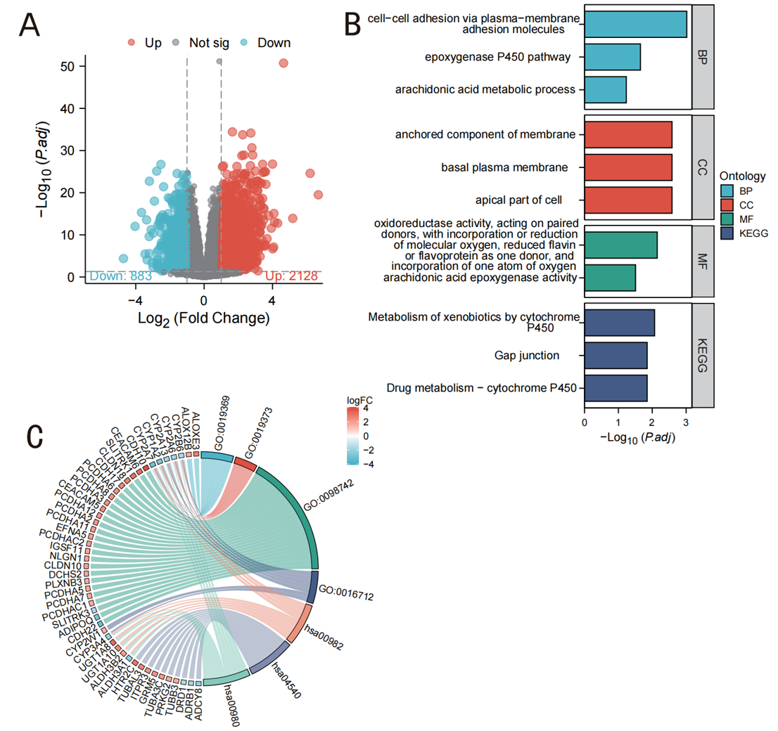 Figure 5. Expression groups in LIHC and GO/KEGG analysis.